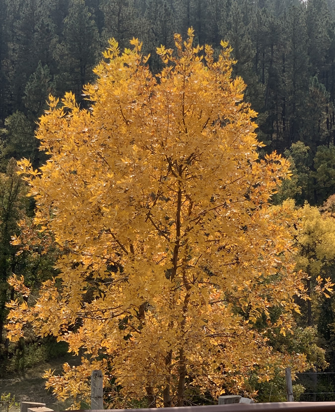 Hulett-Fall-Foliage-2
